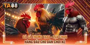 Đá gà Thomo